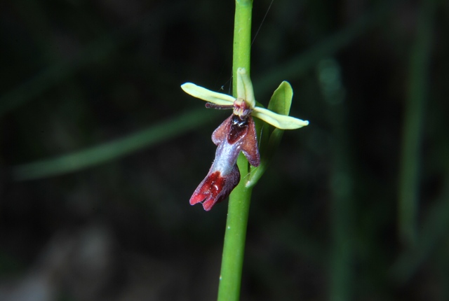 Ophrys insectifera